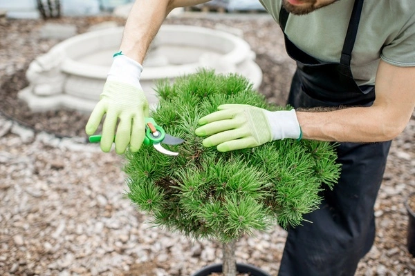 Tree Maintenance