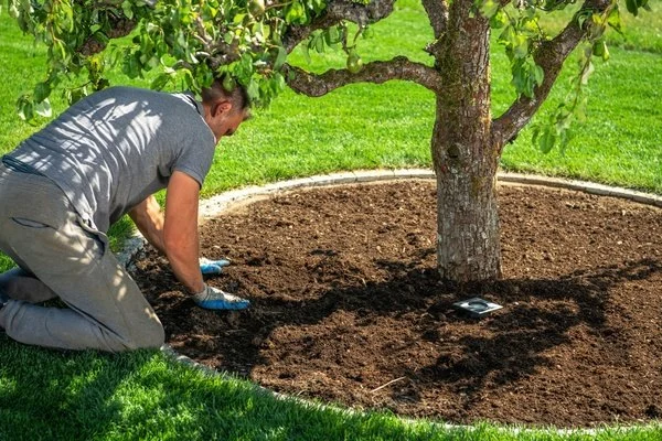 Tree Planting