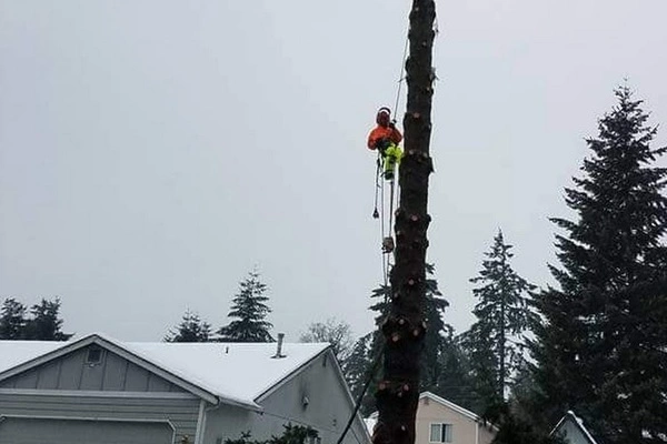 Tree Trimming