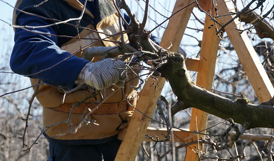 Professional Tree Arborist in Winlock, WA