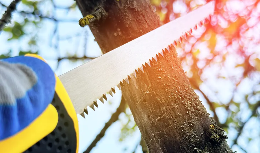 Tree Service WA's other services